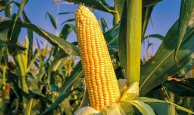 Compras gigantes mexem com preço do milho