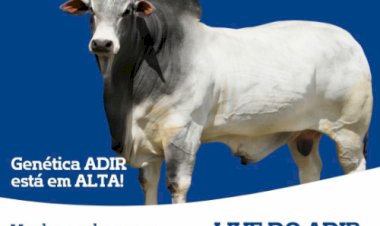 A Genética ADIR está em ALTA e agora você poderá participar de uma LIVE EXCLUSIVA DE VENDA DE SÊMEN dos nossos reprodutores!