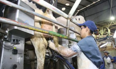 Preço ao produtor agropecuário cai quase 10% no 1º trimestre, aponta Cepea