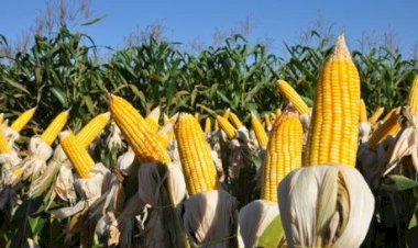 Cotações Agropecuárias