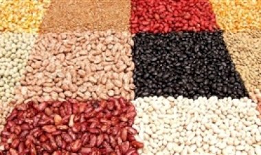 Colheita do feijão avança e confirma estimativas