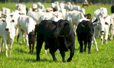 Tocantins muda calendário da declaração pecuária e promete mais eficiência no atendimento