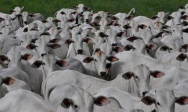 Bezerro de 7@ de MT atinge R$ 16,10/kg, maior valor nominal da série histórica, aponta Imea
