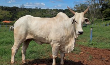 Goiás deve movimentar R$ 23,7 bilhões com bovinocultura em 2026