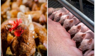 Genética impulsiona avicultura e suinocultura