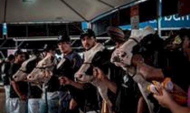 Raça holandesa concentra programação da Fenasul Expoleite em Esteio/RS