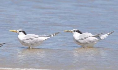 Tocantins mantém status sanitário e segue livre de gripe aviária e doença de Newcastle