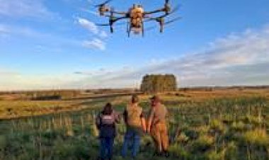 Secretaria da Agricultura valida solução contra carrapato com aplicação por drone nas pastagens