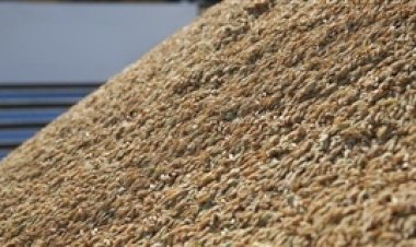 Pepro do arroz vende 103 mil toneladas em leilão