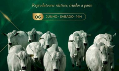 LEILÃO VIRTUAL NELORE MOCHO
