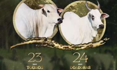 LEILÃO TRIO BONSUCESSO TOUROS
