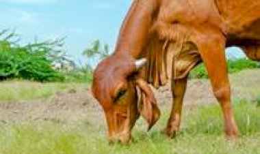 Prova Brasileira de Produção de Leite a Pasto do Zebu Leiteiro realiza premiação no CTZL