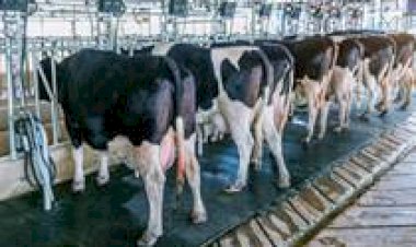 Comissão debate criação de fundo para a cadeia produtiva do leite