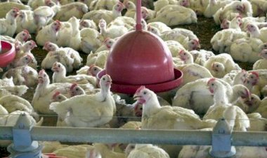 Frango: mercado nacional encerrou abril/26 com alta nas cotações de todos os produtos