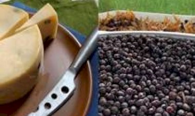 Queijo com formiga? Iguaria brasileira custa mais de R$ 200 o quilo