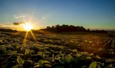 Mais CO2 e calor podem impulsionar produção de soja, mas reduzir qualidade alimentar