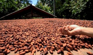 Novas regras do chocolate geram disputa entre produtores de cacau e indústrias