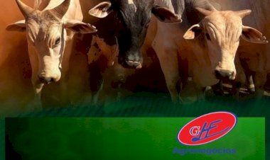 Confinamento bovino em Mato Grosso deve crescer 55% em 2026, estima Imea