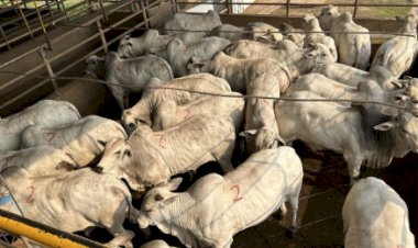 Operação contra furto de gado investiga desvio de 30 cabeças de gado para leilões