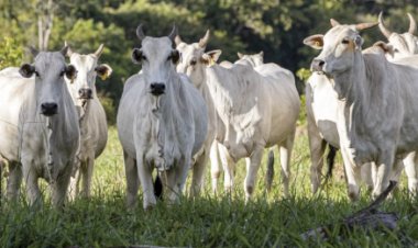 Araguaína recebe circuito técnico da Datagro voltado ao mercado do boi e gestão de risco