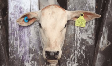 Rastreabilidade bovina avança no Brasil e deve transformar a pecuária nos próximos anos