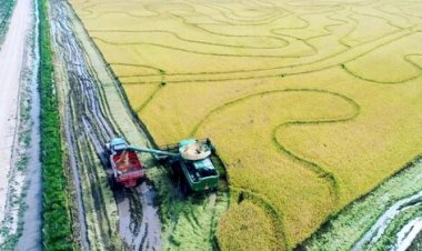 RS: arroz registra produtividade acima do esperado