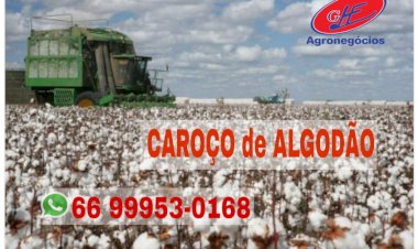 Frente fria ameniza calor em Mato Grosso, mas avanço do bicudo preocupa produtores de algodão