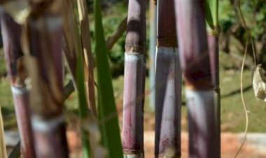 Goiás bate recorde e atinge segundo lugar no ranking nacional de produção de cana-de-açúcar