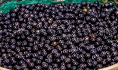 Cooperativa de açaí do Amapá fecha contrato de cinco anos com gigante chinesa