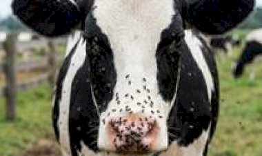 Infestação de mosca-do-estábulo paralisa rebanhos e leva produtores ao limite em MS
