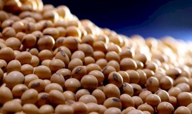 Margem positiva abre chance para vender soja, diz consultoria