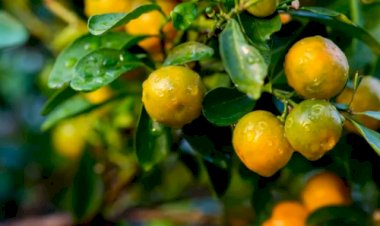 Europa busca apoio da ciência brasileira para se antecipar ao greening