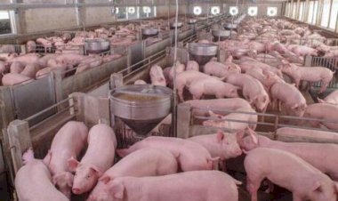 Carne suína atinge competitividade histórica frente à bovina, diz Cepea