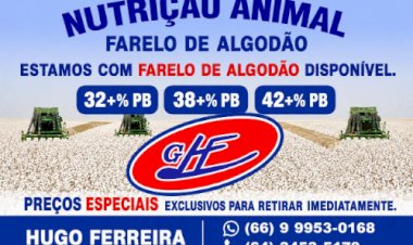 Algodão registra recorde de exportações e IMEA em alta em maio
