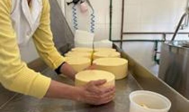 Indústria de laticínios cresceu 59% em Santa Catarina desde 2020