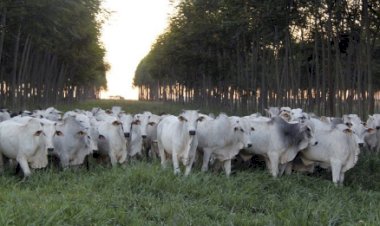 Margem da indústria frigorífica melhora em Mato Grosso