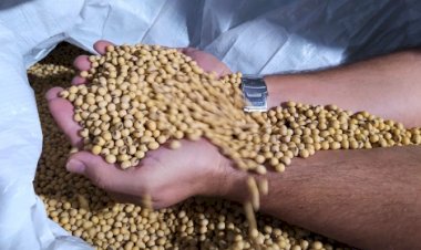 Entenda os desafios da comercialização de sementes no Brasil