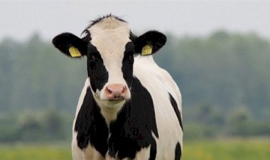 BOI: Exportações de carne bovina atingem recorde