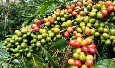 Como reduzir grãos verdes na colheita do café