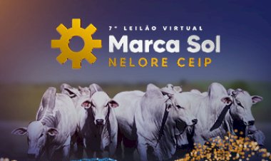 7º LEILÃO VIRTUAL MARCA SOL NELORE