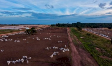 Pecuaristas ampliam uso dos boitéis para acelerar a engorda; entenda