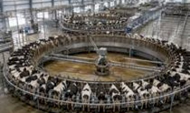 Como a China usa automação de ponta para ordenhar 5 mil vacas por dia