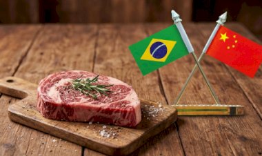 Carne bovina: Brasil preenche quase 80porcento cota chinesa e deve esgotá-la em julho/26, prevê Agrifatto