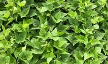 Brasil amplia área de soja sustentável em 2025