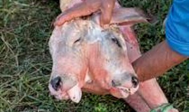 Bezerro com duas cabeças chama atenção no Maranhão e levanta debate sobre diprosopia