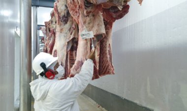 Frigoríficos fecham a semana com escalas de abate confortáveis, aponta Agrifatto