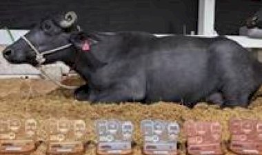 Búfala paulista bate recorde mundial de produção de leite com 40,25 quilos