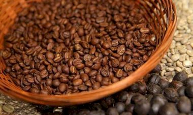 Tempo seco acelera colheita de café no Cerrado Mineiro