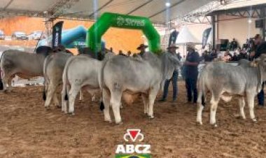 Zebuínos se destacam na Feagro 2026 e reforçam avanço da genética em Santa Catarina