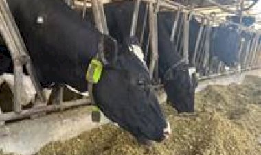 Vacas monitoradas passam a servir como garantia de crédito em operação registrada na B3